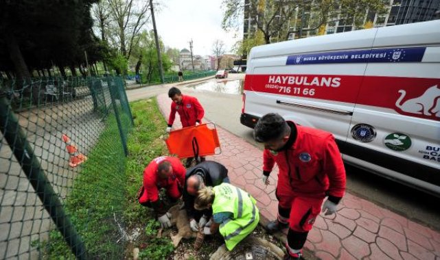 Yol verin 'haybulans' geliyor
