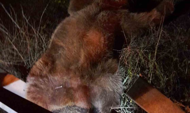 Yola fırlayan ayı telef olurken bir aracı da hurdaya çevirdi