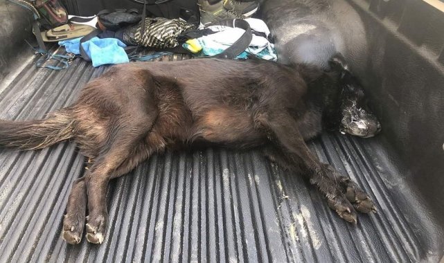 Zehirlenen köpek kurtarılamadı