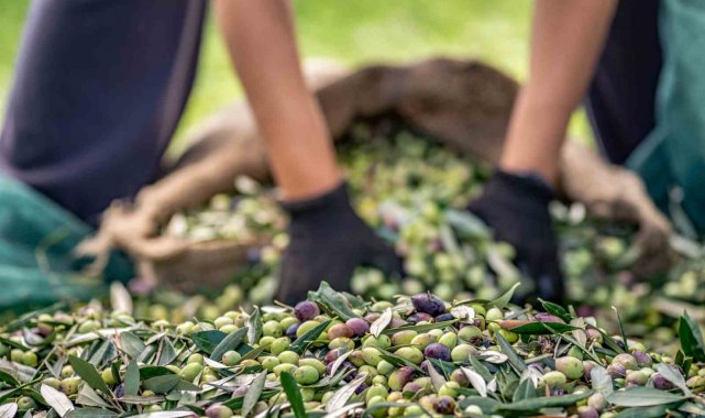 Zeytin sektörü ihracatta 1 milyar dolara koşuyor