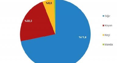 2022'de kırmızı et üretiminde yüzde 12,3 artış