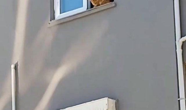 Ağır hasarlı binadan kurtarılmaya çalışılan kedi, 14'üncü kattan atladı