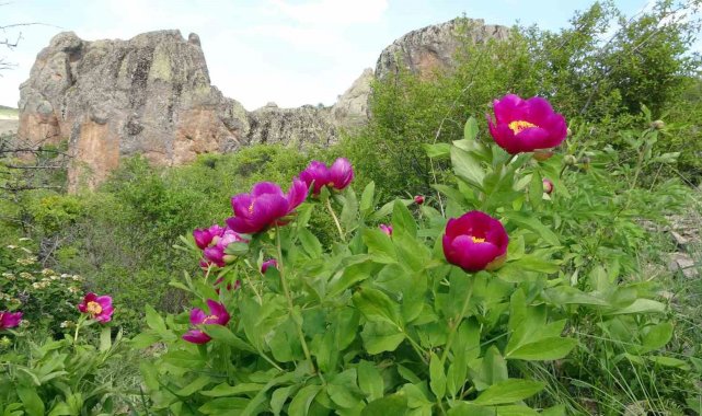 Ağrı kesici ve antioksidan etkiye sahip ancak sadece 15 gün ömrü var