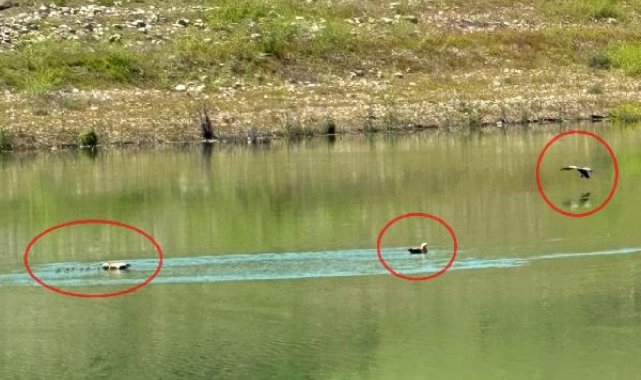 Angut kuşu ve 10 yavru, bakımlarının ardından doğaya bırakıldı