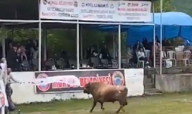 Arenadan kaçan boğanın tribüne çıkması kamerada