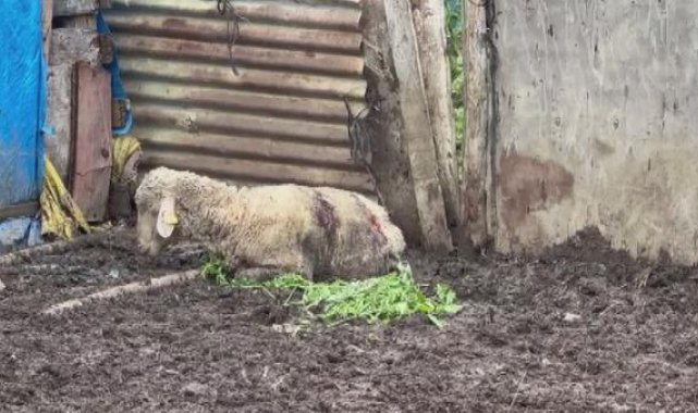 Arnavutköy'de sokak köpekleri besicilerin kabusu oldu
