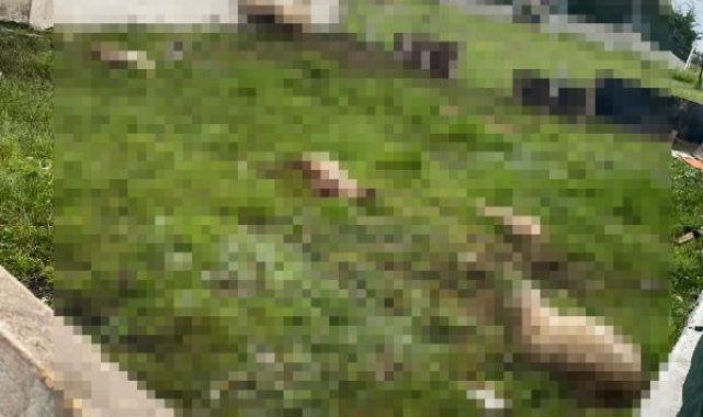 Arnavutköy'de sokak köpeklerinin saldırdığı 14 koyun öldü