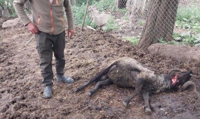 Artvin'de ağıla ayı saldırısında 20 koyun öldü