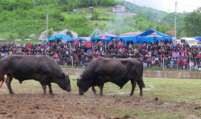 Artvin'de haftasonu düzenlenen boğa güreşleri renkli görüntülere sahne oldu