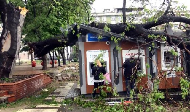 Avcılar'da ağaç ATM'lerin üzerine devrildi; para çekmeye devam ettiler