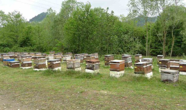 Bahar yağmurları arıcıların yüzünü güldürdü