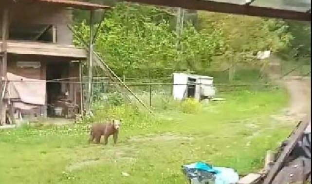 Bahçesine giren ayıları bağırarak uzaklaştırdı; o anlar kamerada