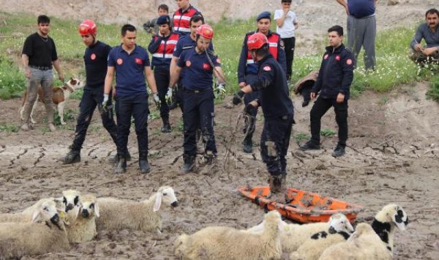 Bataklığa saplanan koyunları itfaiye kurtardı