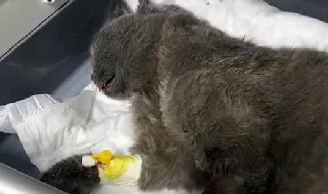 Beşinci kattan düşen kedinin bacağı kırıldı