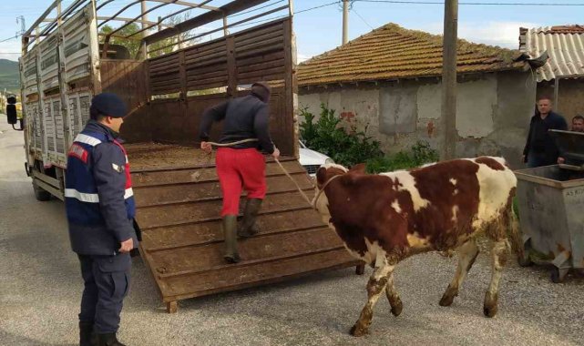 Bigadiç Jandarma'dan hayvan hırsızlarına geçit yok