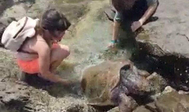 Bodrum'da kıyıya vuran caretta carettaya tedavi