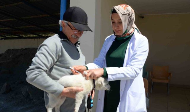 Bozüyük'te ücretsiz kuduz aşısı kampanyası