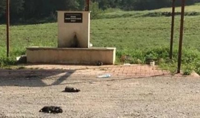 Burdur'da 6 yavru köpek ölü bulundu, soruşturma başlatıldı