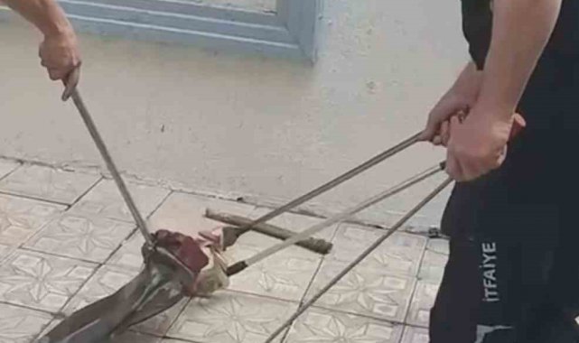Bursa'da yılan paniği