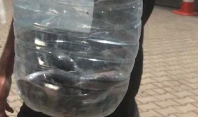 Çadırlar arasında görülen yılan paniğe neden oldu