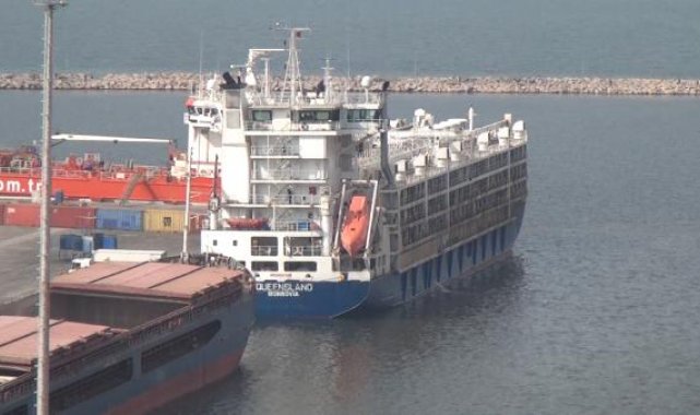 Canlı hayvan taşıyan gemi, Bandırma'da