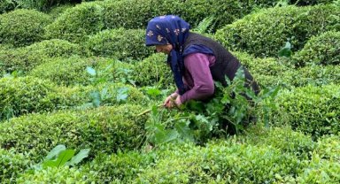 Çay hasadında 'yabancı mevsimlik işçi göçü olmasın' çağrısı