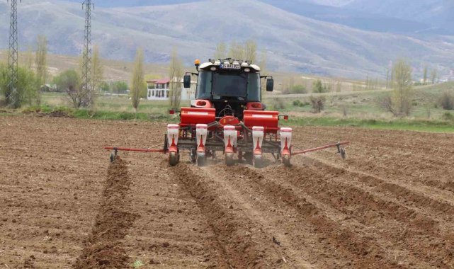 Çayırlı'da ayçiçeği ekimi başladı