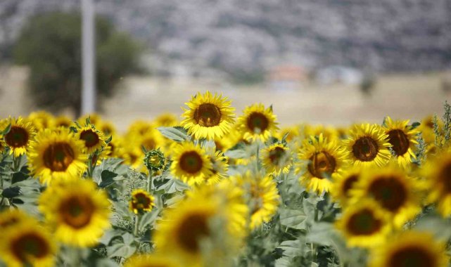 Çiftçilerin hesaplarına destek ödemeleri yatırılmaya başlandı