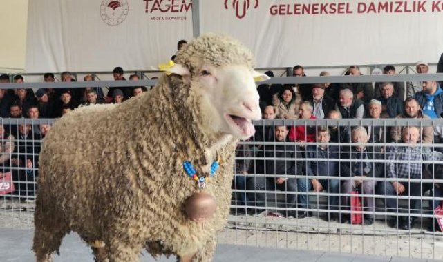 Damızlık koç, 91 bin liraya satıldı