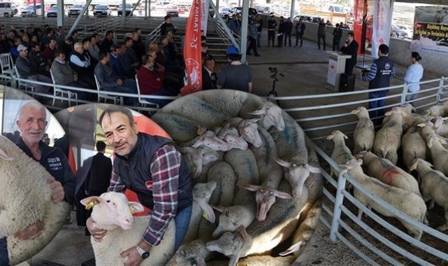 Damızlık koçlar sahiplerini buldu