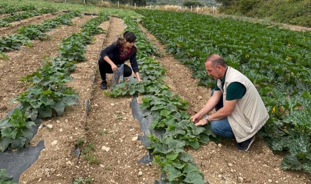 Didim'de hasat öncesi kimyasal kalıntı analizleri yapılıyor