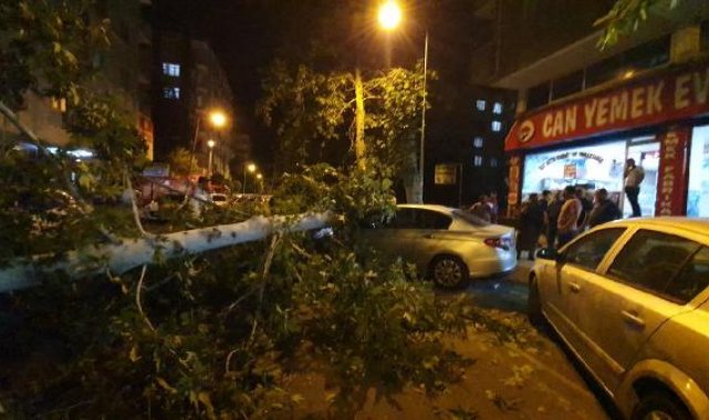 Diyarbakır'da üzerine ağaç devrilen 3 araç hasar gördü