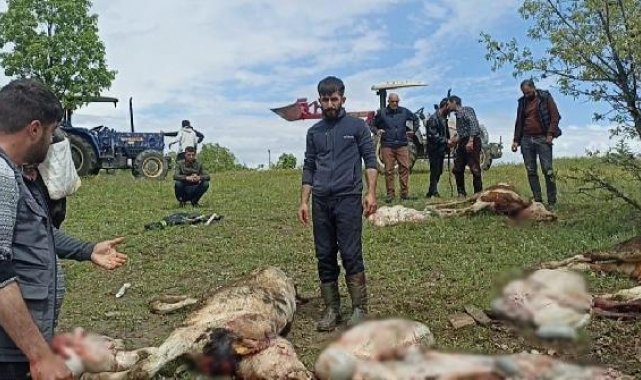 Diyarbakır'da yıldırım düştü; çoban ağır yaralı