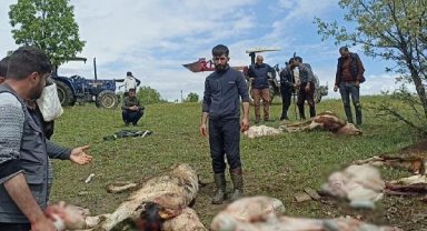 Diyarbakır'da yıldırım düştü; çoban ağır yaralı