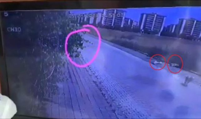 Diyarbakır'da otomobilden pompalı tüfekle ateş açan şüpheli kamerada: 2 köpek öldü