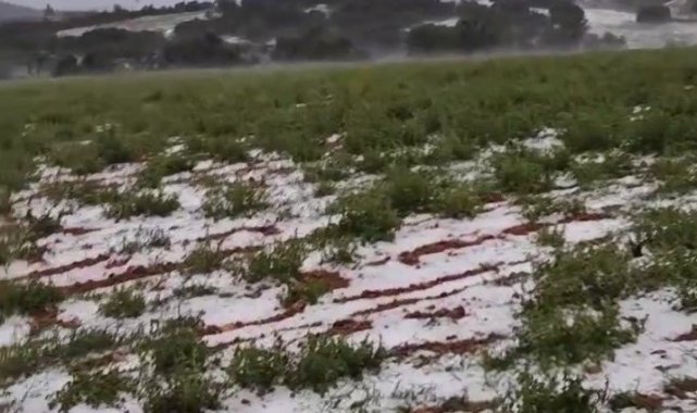Dolu yağışı üzüm bağlarını vurdu