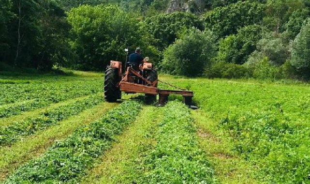 Edirne'de tarlaya ekili 228 bin kök Hint keneviri ele geçirildi