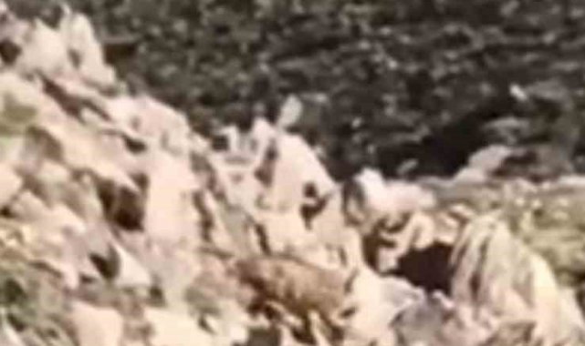 Elazığ'da nesli tükenmekte olan Afrika-Asya sırtlanı görüldü