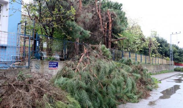 Elektrik telleriyle temas eden ağaçların budanmasına soruşturma