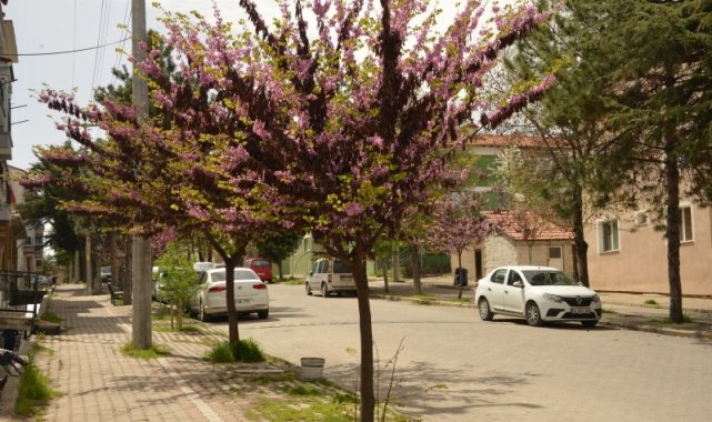 Erguvanlar Gediz'in caddelerini süslüyor