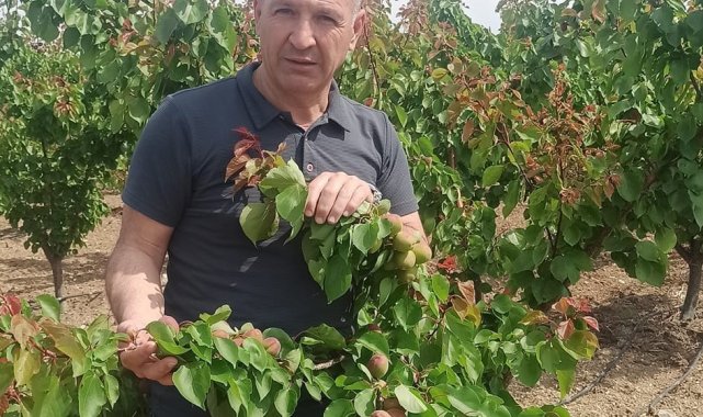 Erkenci kayısılarda Akdeniz sineği kontrolleri yapıldı