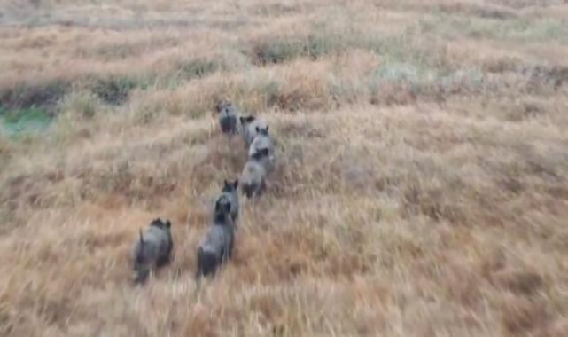 Erzincan'da domuz sürüsü dron ve fotokapanla görüntülendi