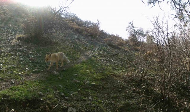 Erzincan'da yaban hayat fotokapanlarla görüntülendi