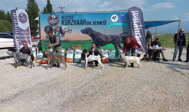Fermalı av köpekleri Salihli'de yarıştı