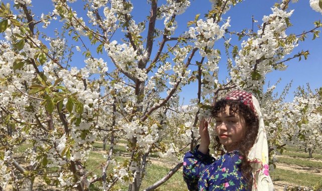 Fotoğrafçılar en güzel çiçek açan kirazı çekmek için birbirleri ile yarıştı