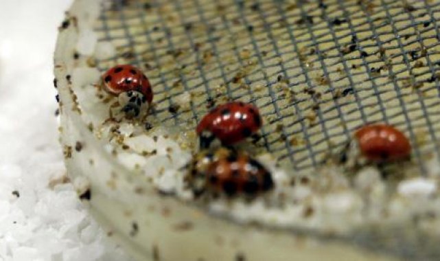 Gaziantep'te 'Uğur Böceği' bahçesi açıldı