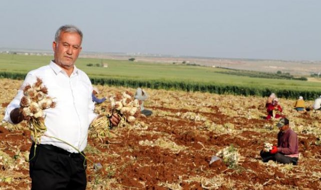 Gaziantep'te hasadı başlayan sarımsak, tarlada 8-9, markette 30 lira