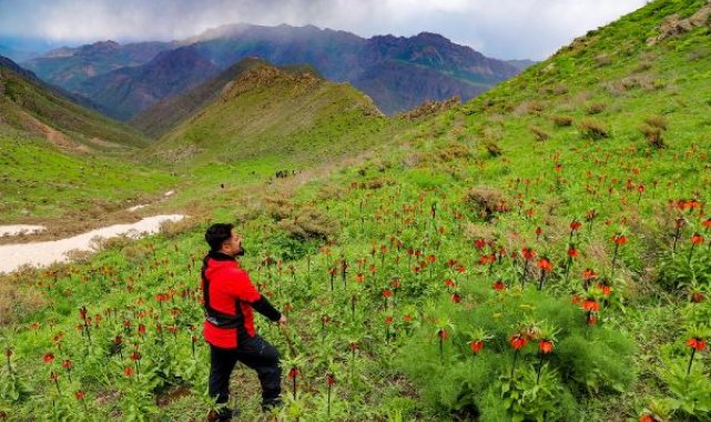 Hakkari dağlarındaki ters lalelere ziyaretçi akını