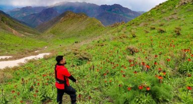 Hakkari dağlarındaki ters lalelere ziyaretçi akını