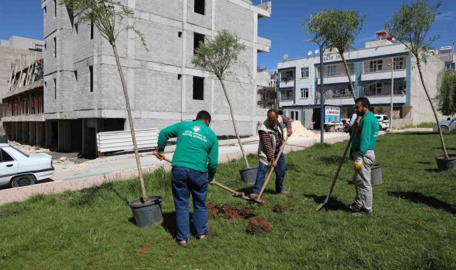 Haliliye'de ağaçlandırma çalışması